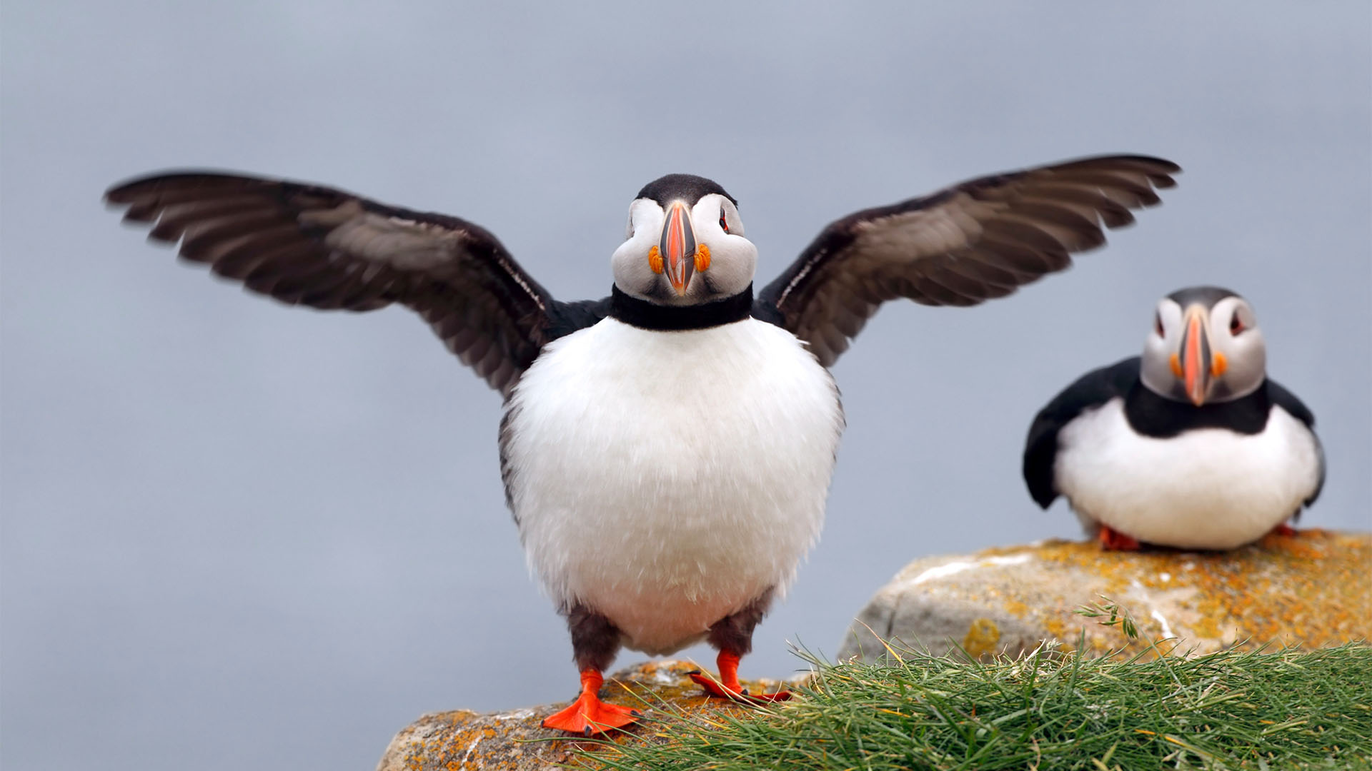 Close-up of Atlantic puffins sitting on a grassy cliff