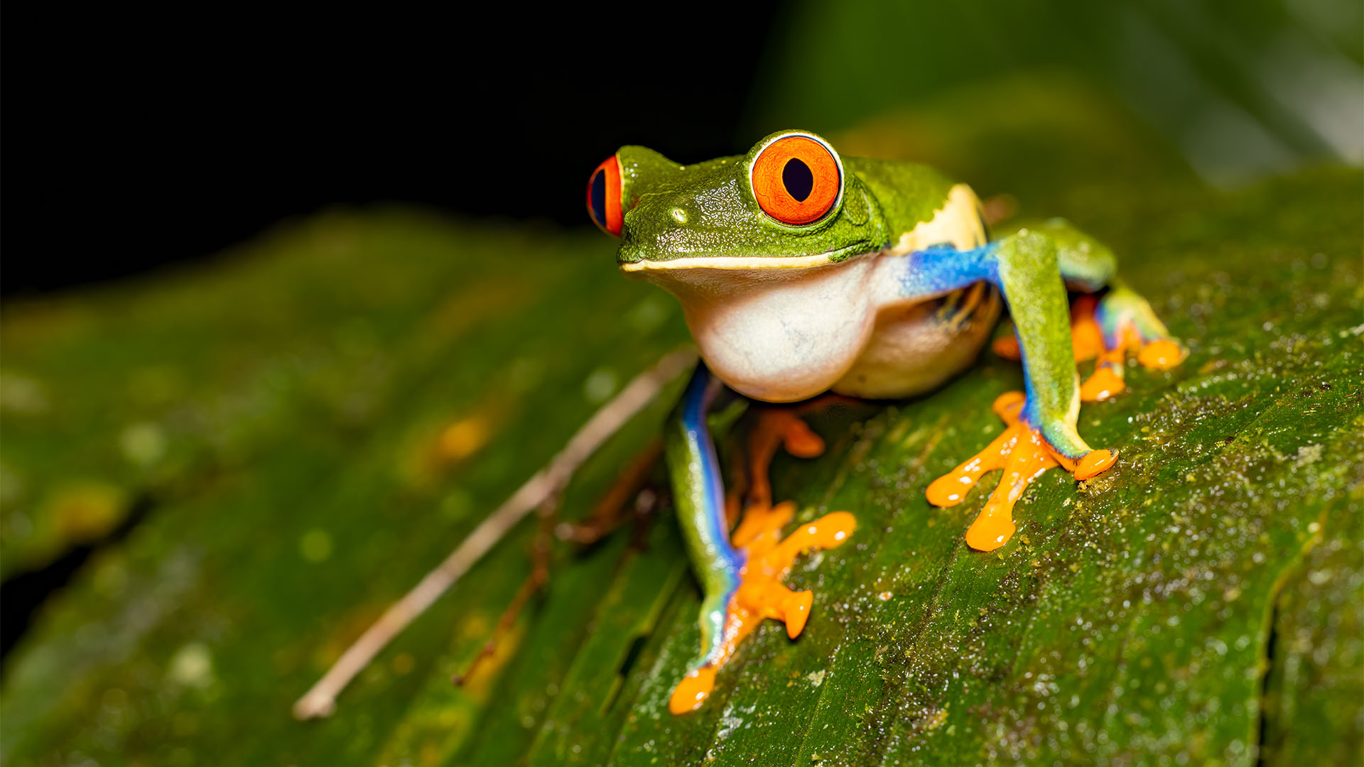 Close-up of a red-eyed tree frog sitting on a leaf. 