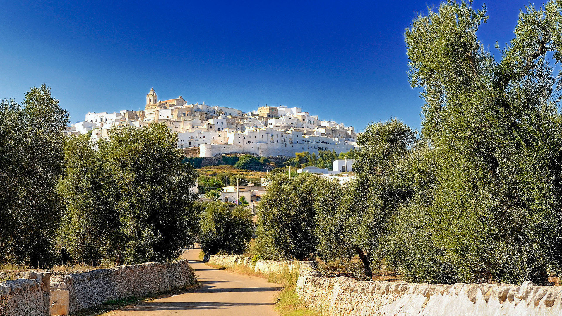Olive groves near the hilltop town of Ostuni. 