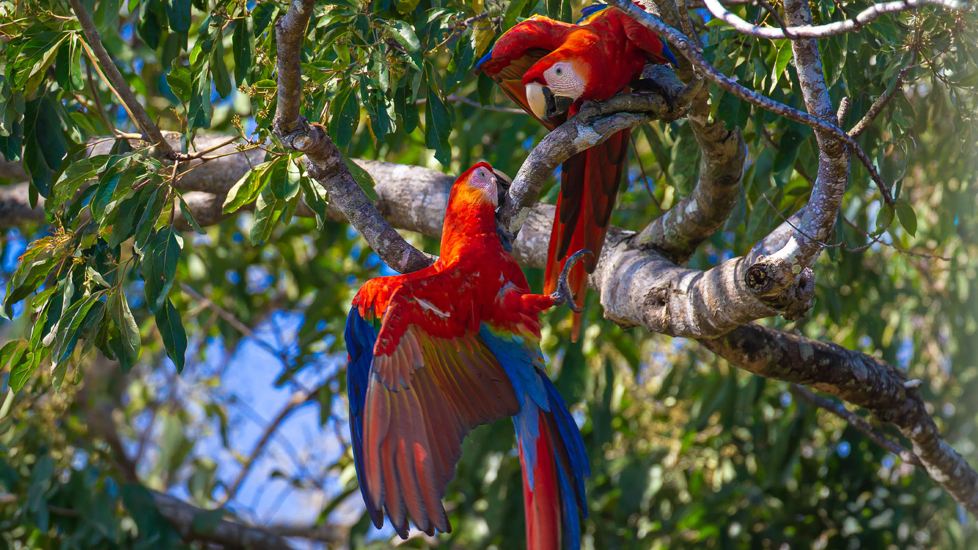 Two scarlet macaws perching playfully in a tree