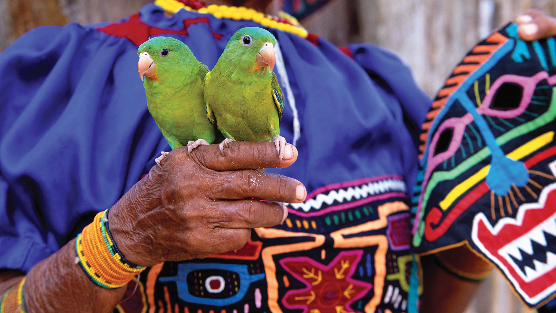 Panamanian Kuna woman holding two green Parakeets