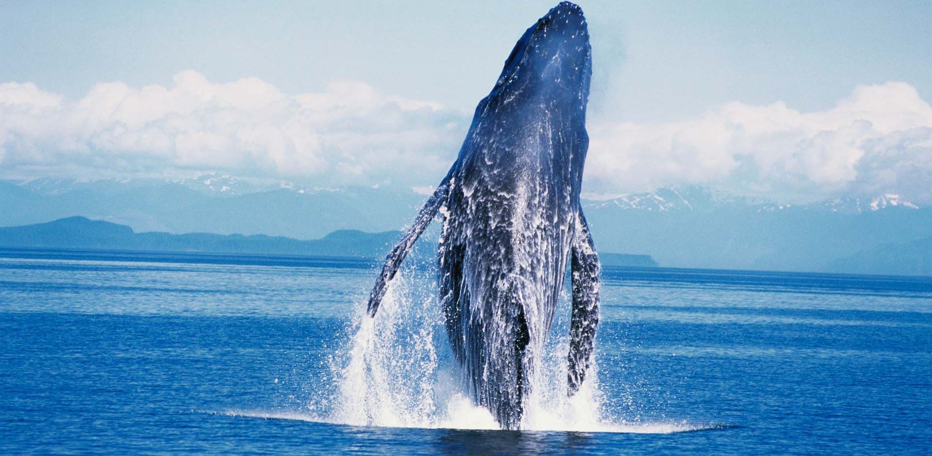 Humpback whale breaching in Frederick Sound, Alaska