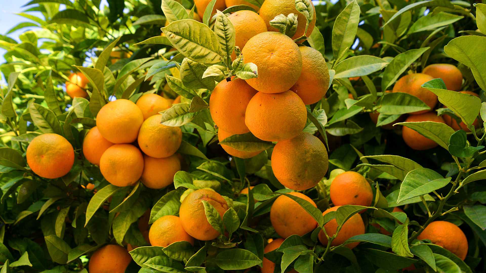 Ripe orange trees in Portugal