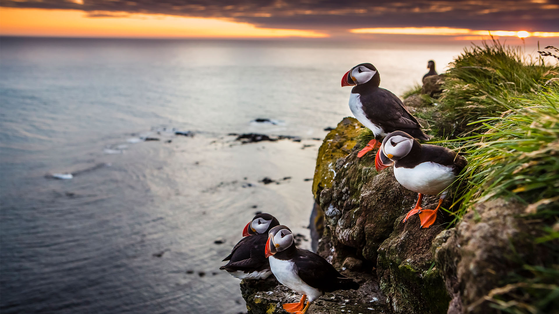 Puffins perched on seaside cliffs at sunset