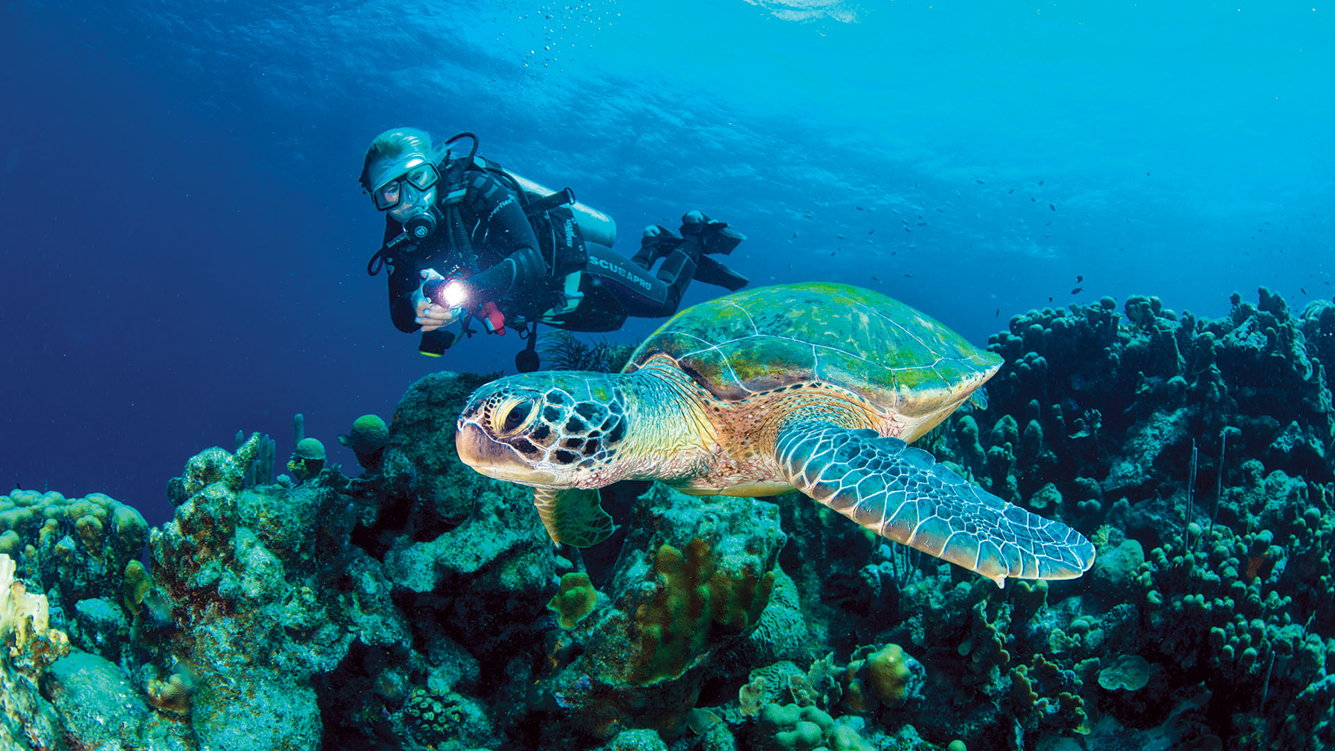 A green turtle and scuba diver in Bonaire.