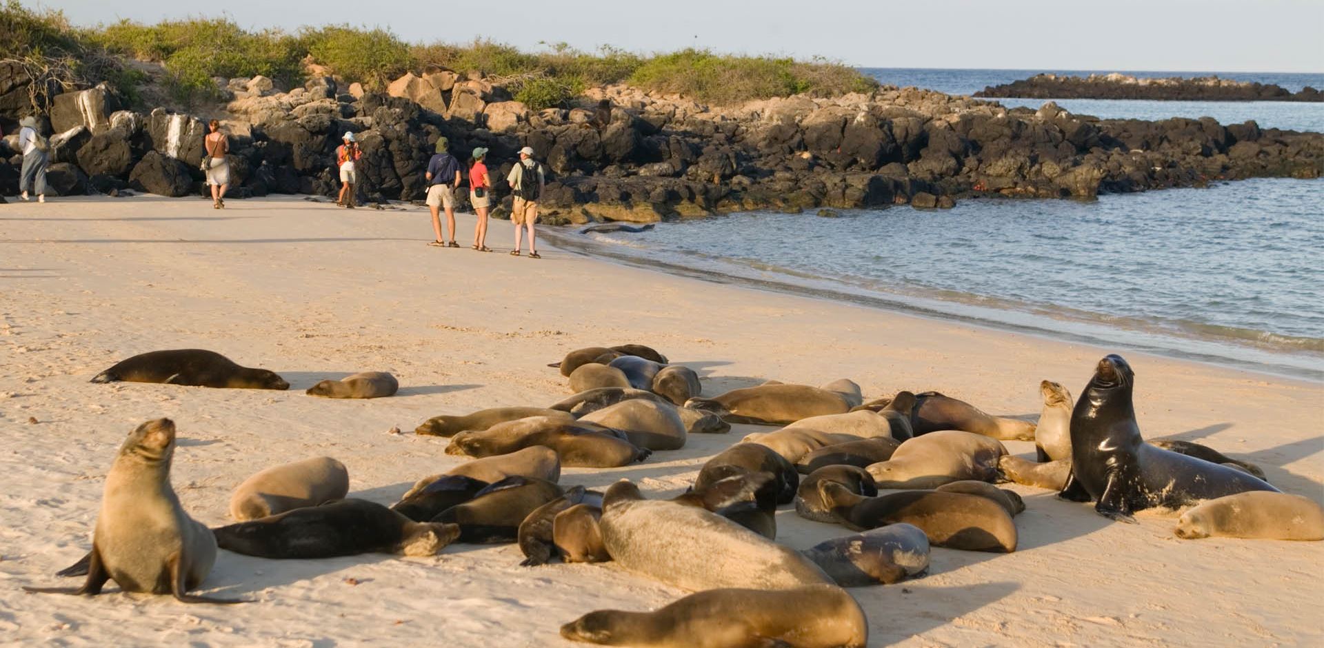 Tourists near a group of Galapagos sea lions on a beach