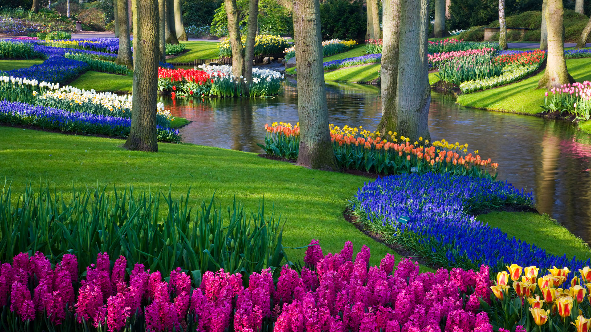 Flowering bulbs near a pond in Keukenhof Gardens