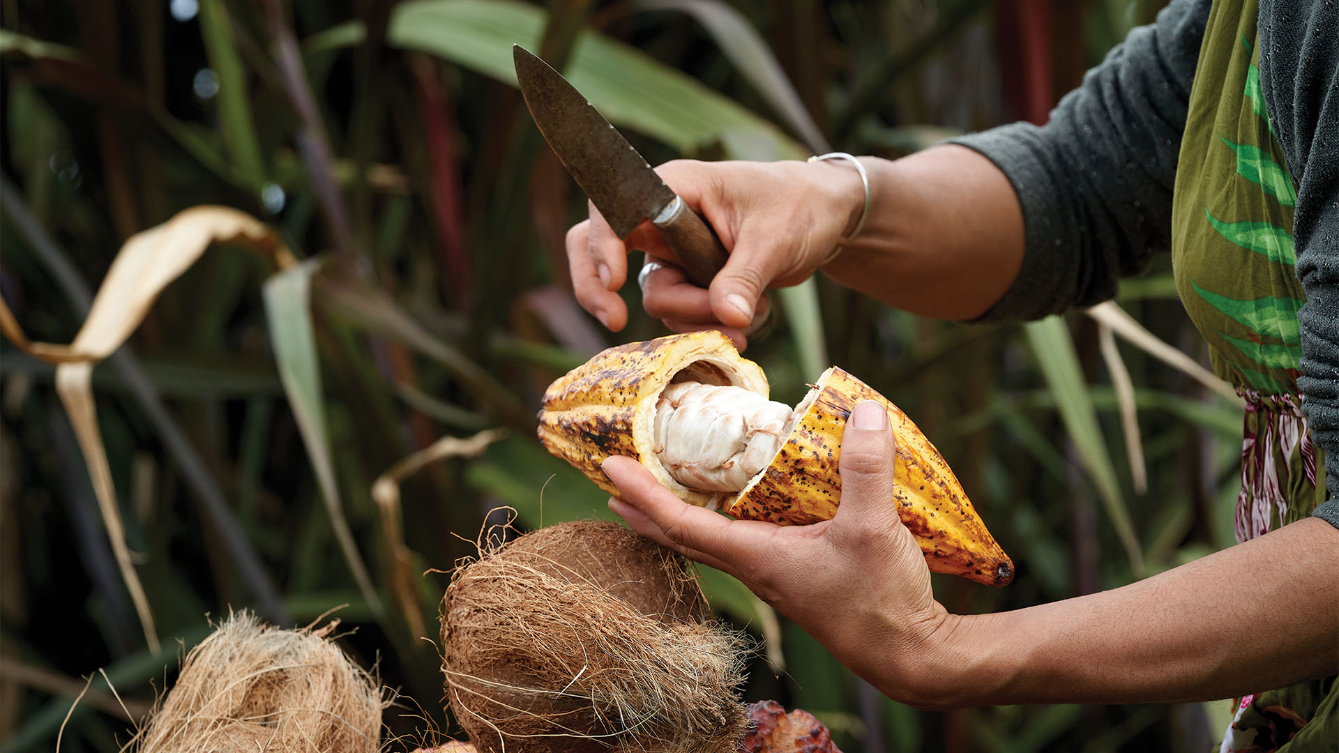 Woman cutting open a cocoa fruit pod with a knife outdoors. 