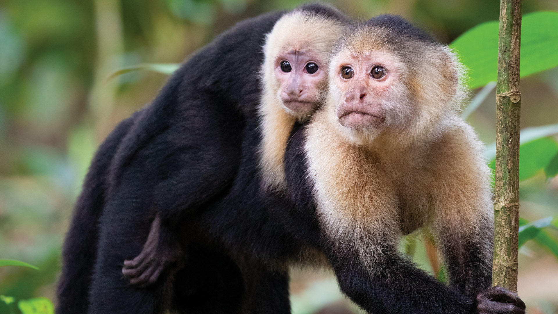 Two white-faced capuchin monkeys in a tree. 