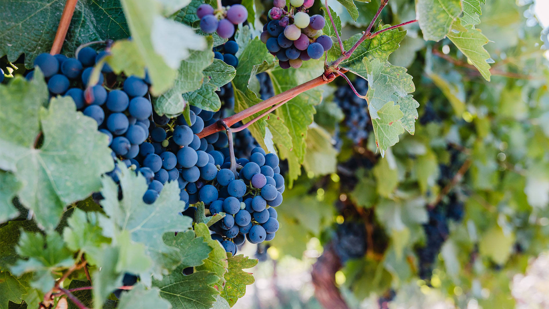Ripe grape bunches on a vine before harvest