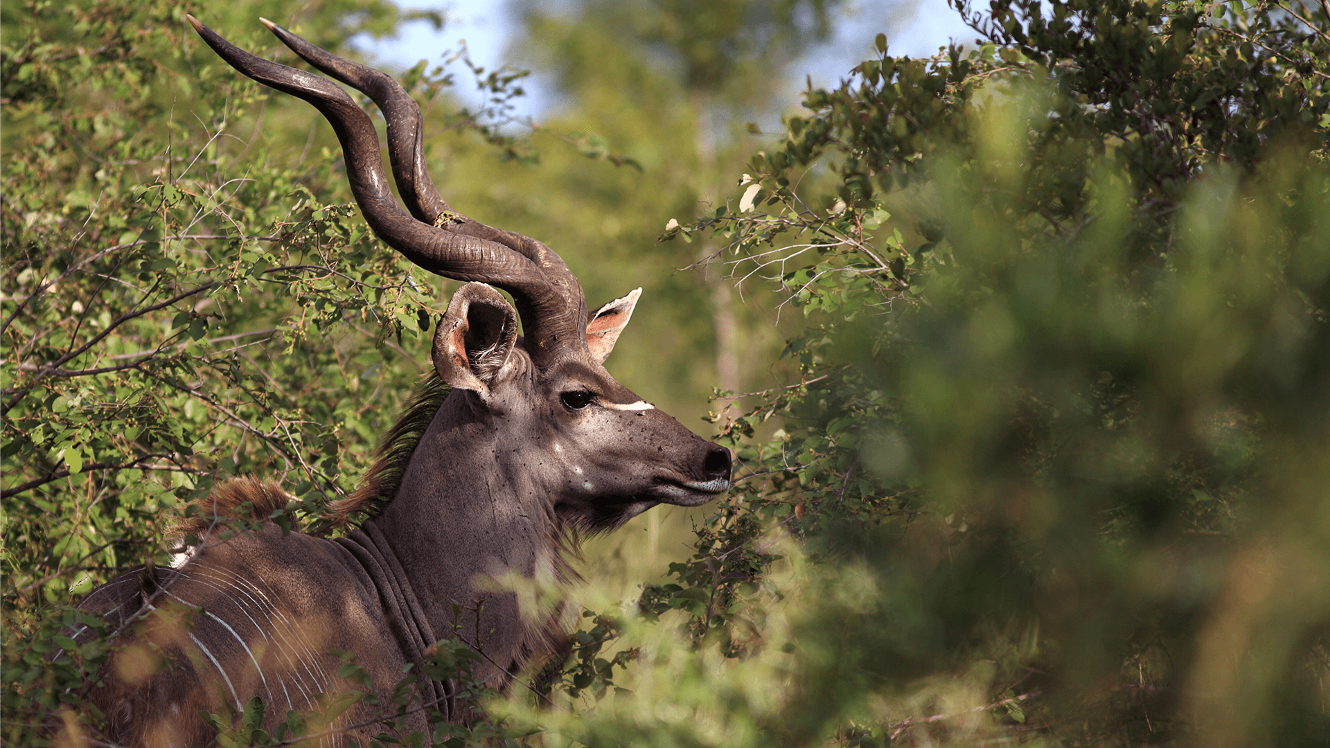 Greater Kudu with big horns in the dense park bush